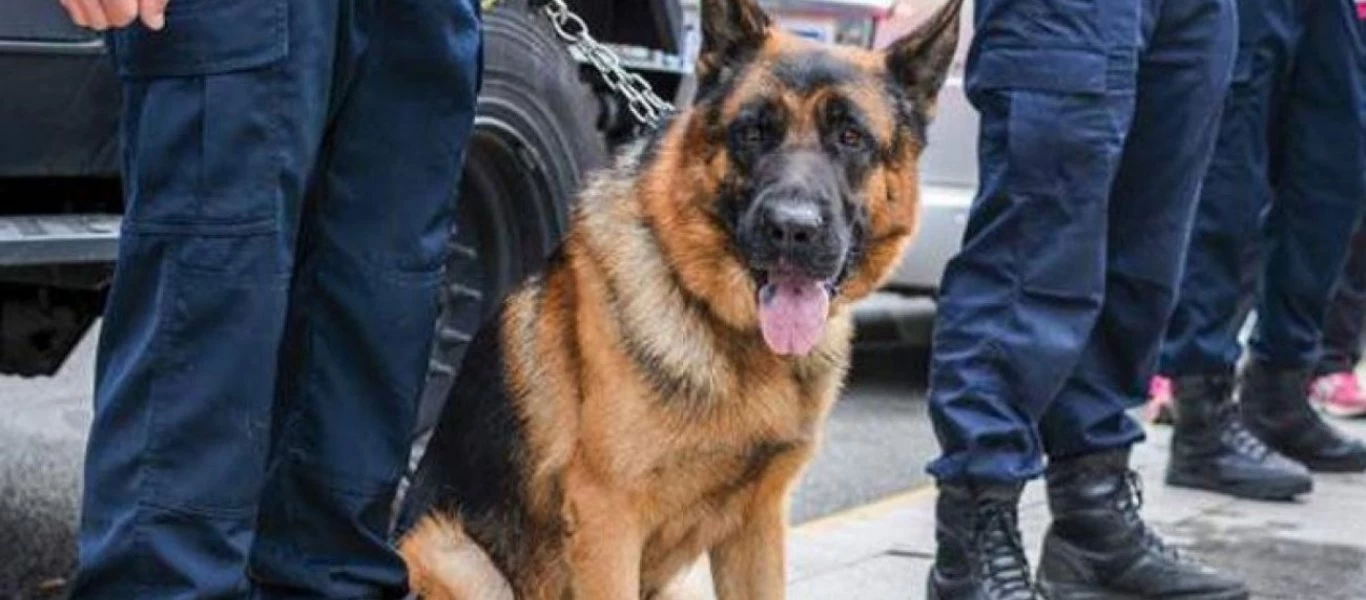 Καναδάς: Σκύλος της αστυνομίας αρπάζει ύποπτο για κλοπή από το παράθυρο (βίντεο)